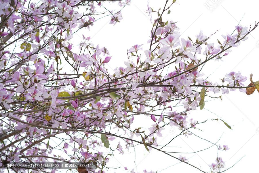 宫粉羊蹄甲紫荆花