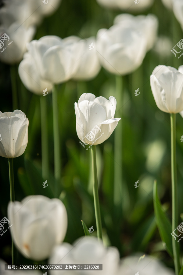 郁金香花卉背景图