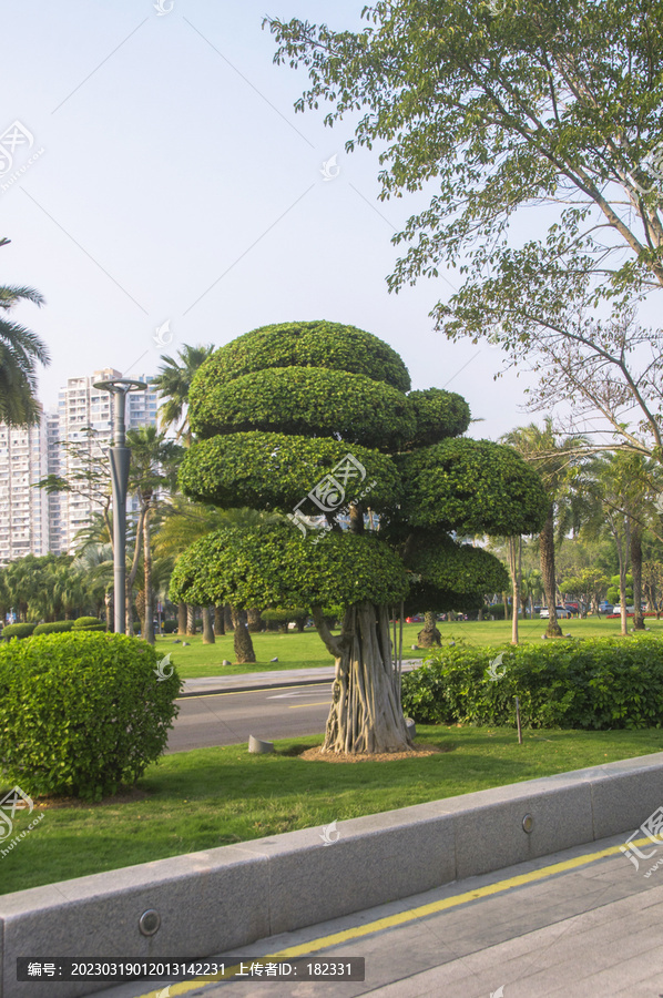 盆景榕树