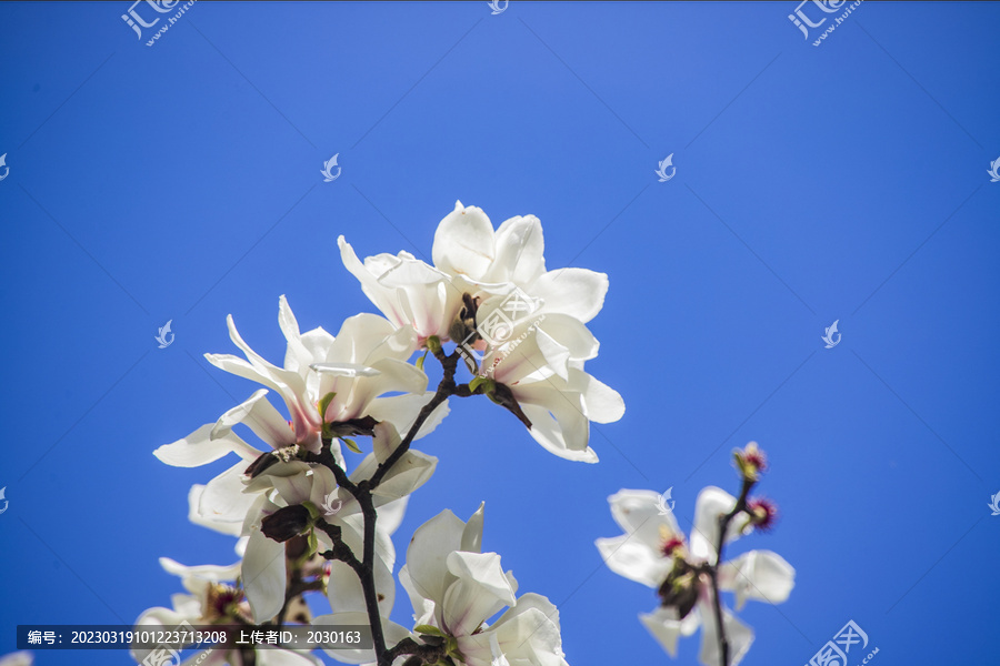 玉兰花特写