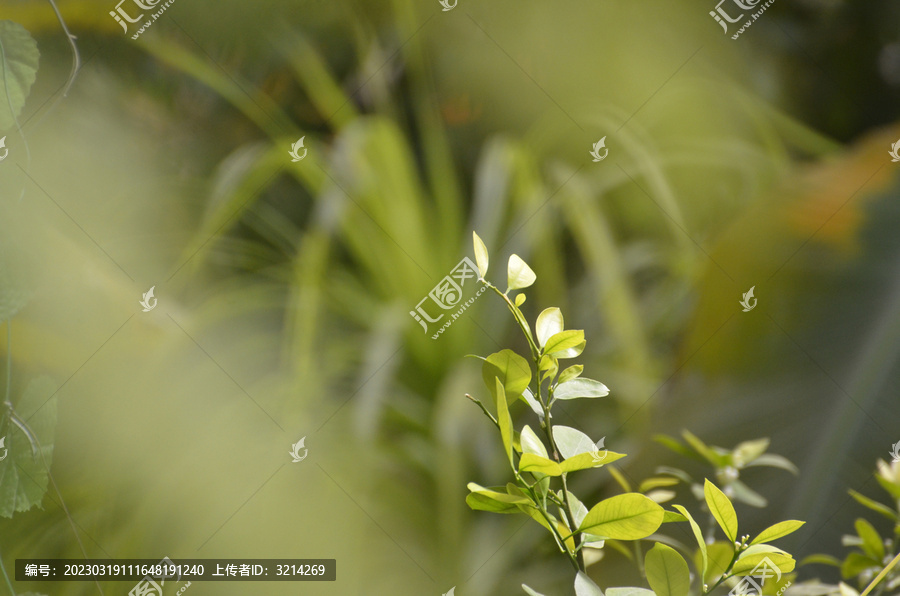 观赏植物