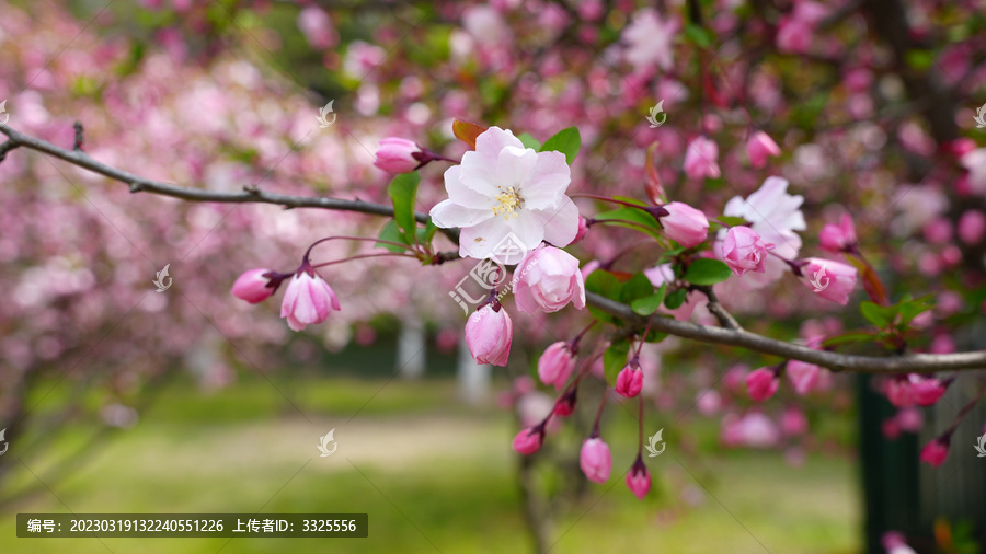 桃花特写