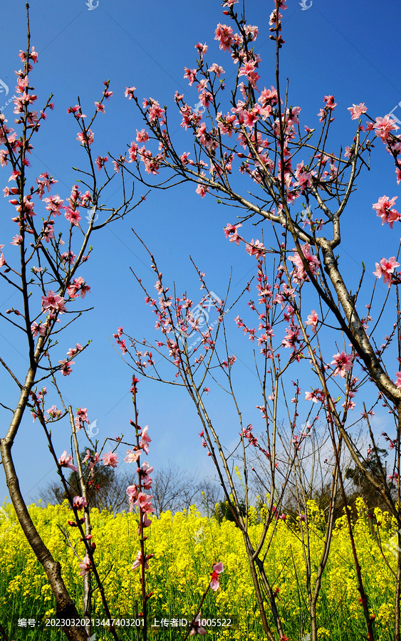 春韵乡村田园油菜花