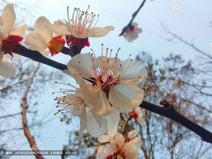 樱花特写素材