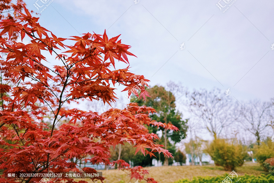 深秋红叶