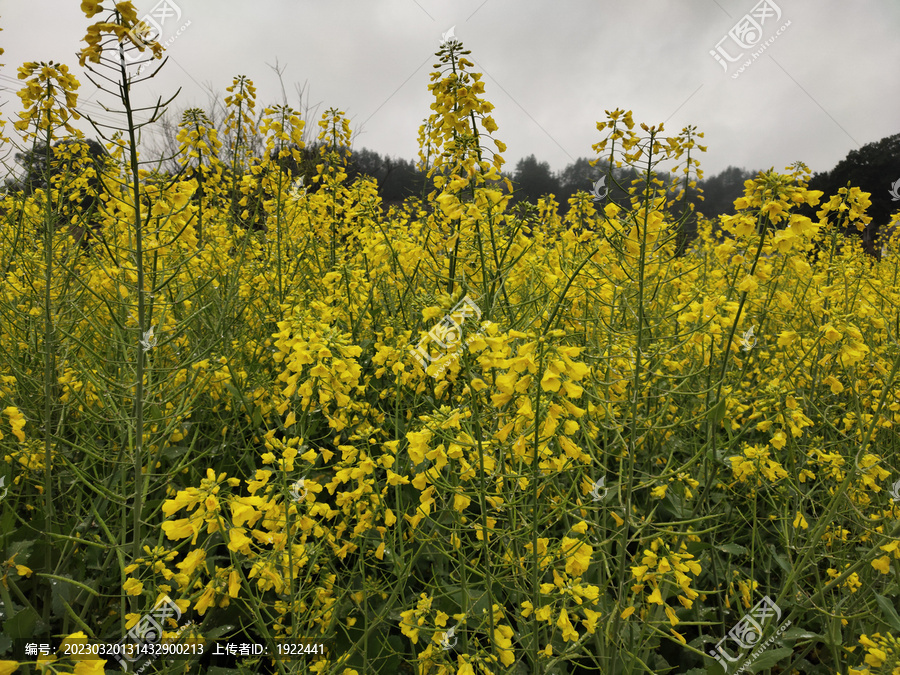 乡村油菜花背景