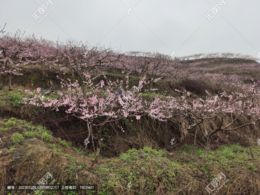 桃花树