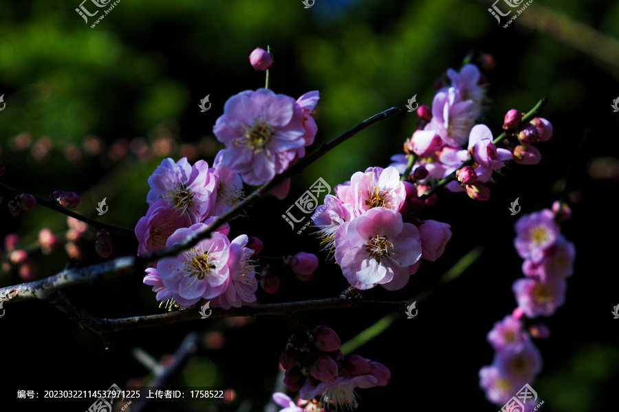 梅花特写