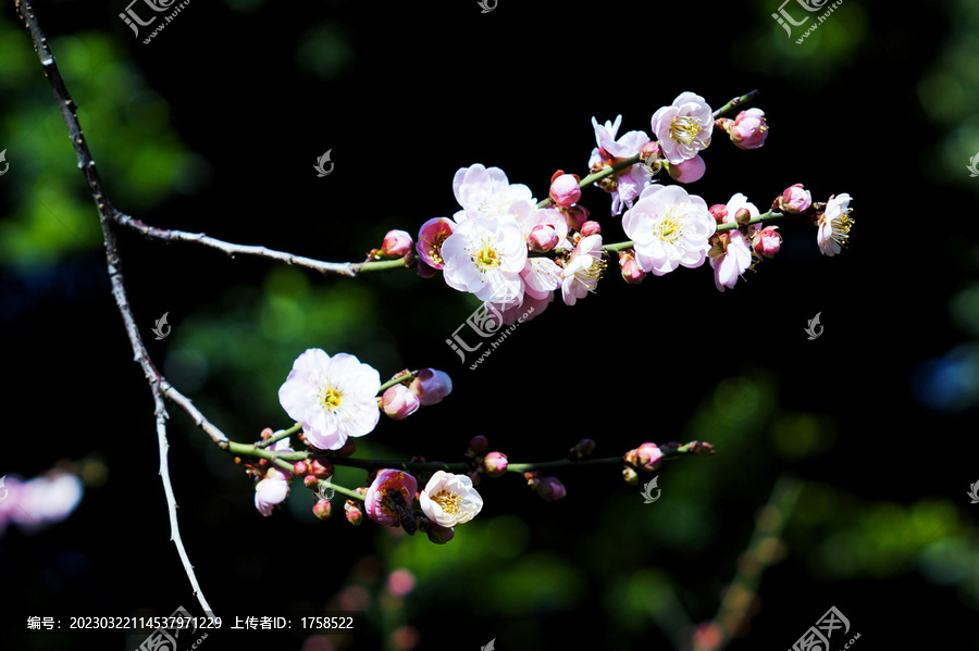 梅花特写