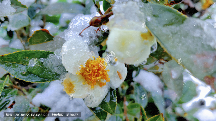 雪地里的山茶花