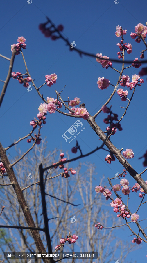 粉色梅花