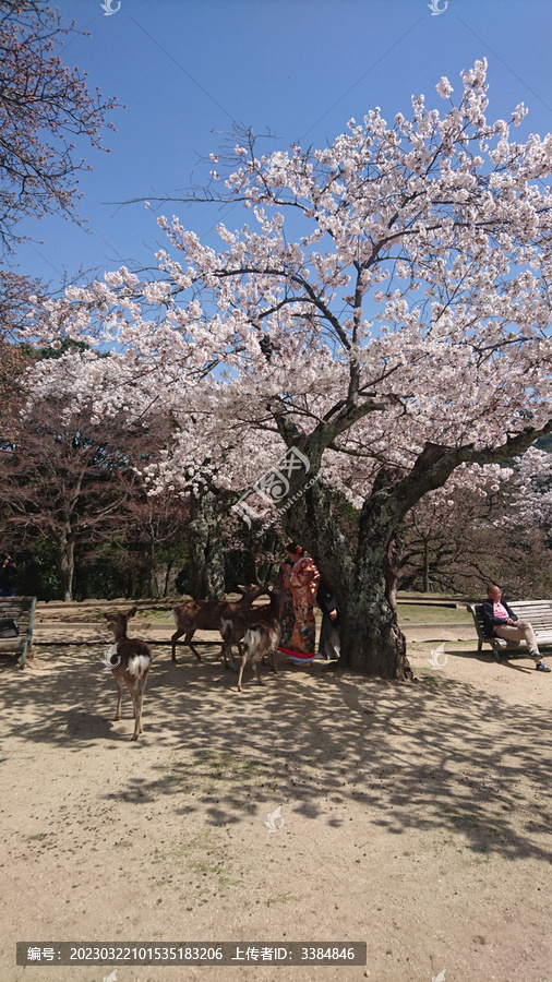 日本樱花