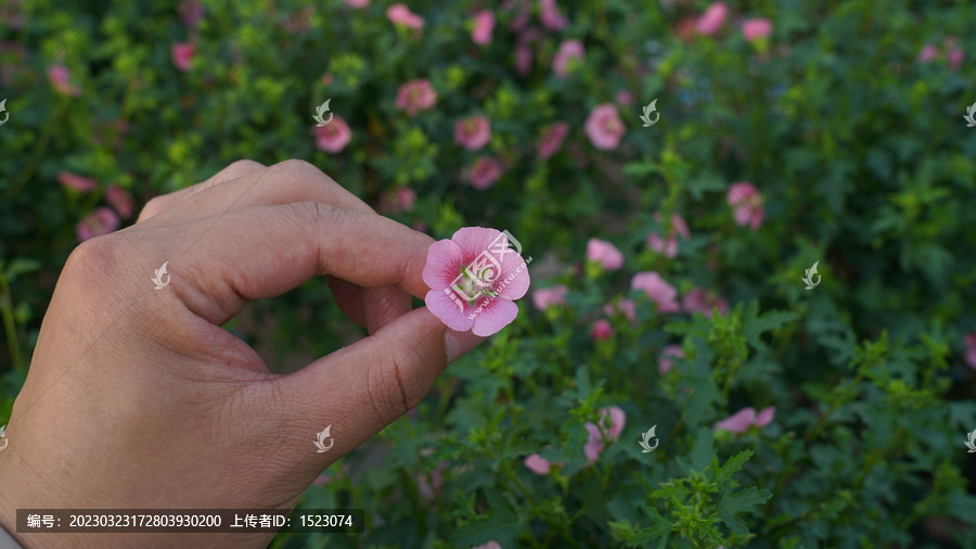 小木槿花瓣