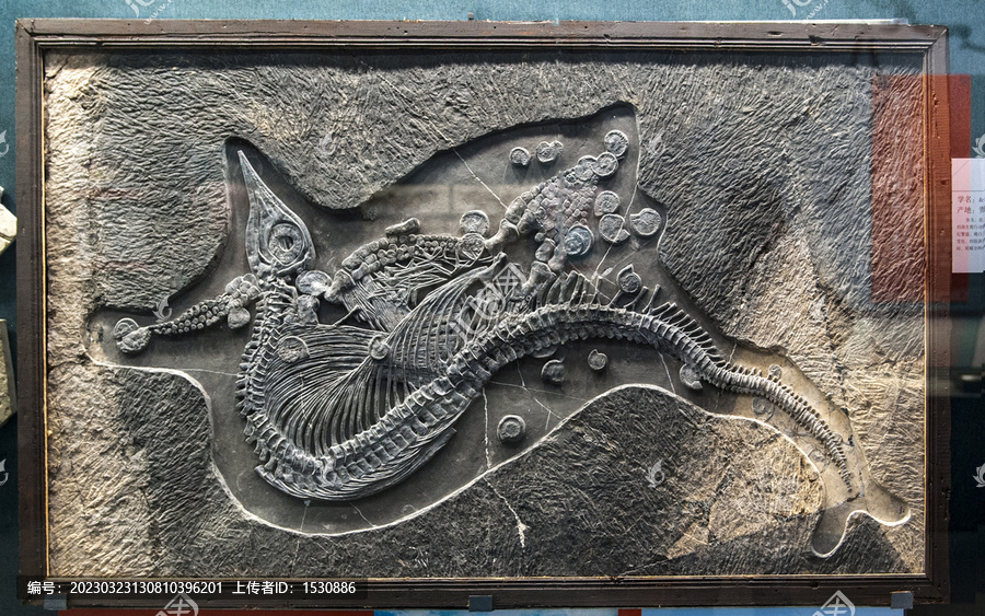 鱼龙化石