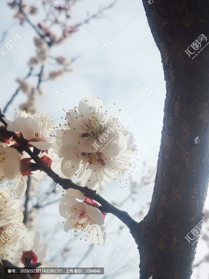 春天的花朵