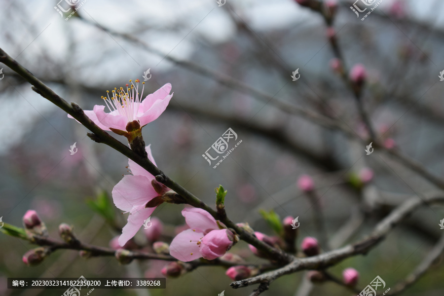 榆叶梅花开春天来了