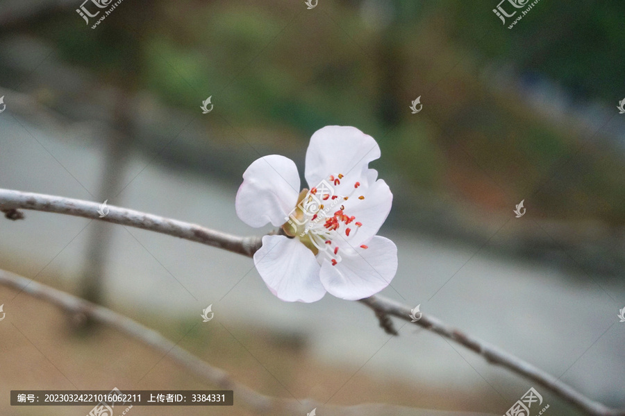 桃花特写