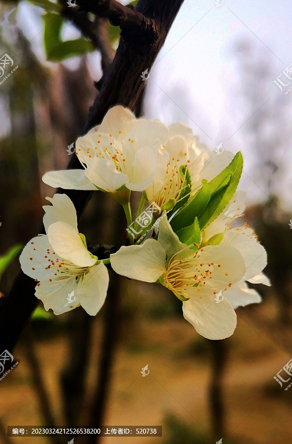 春韵花卉