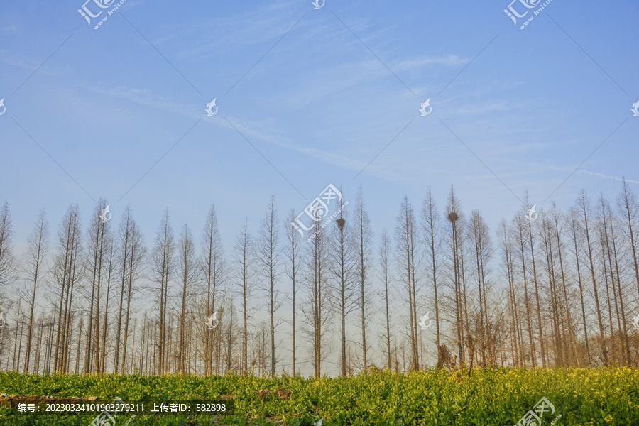 树与油菜花