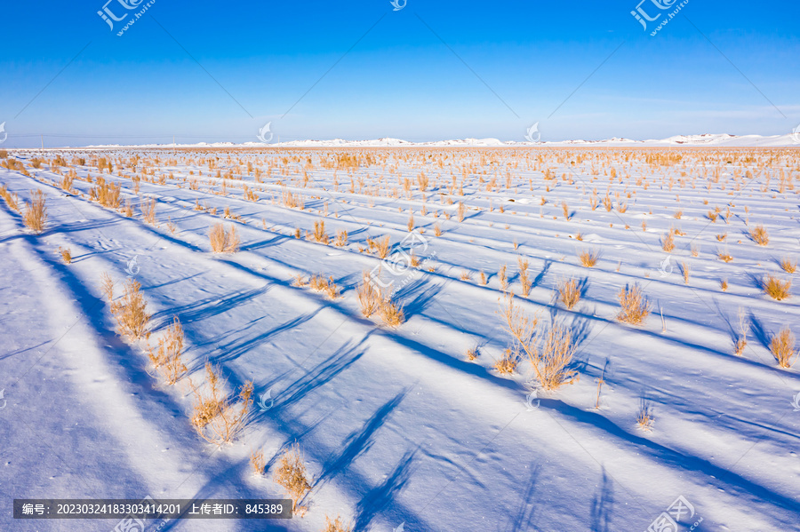 雪后沙漠戈壁梭梭幼林