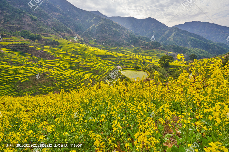 婺源篁岭油菜花