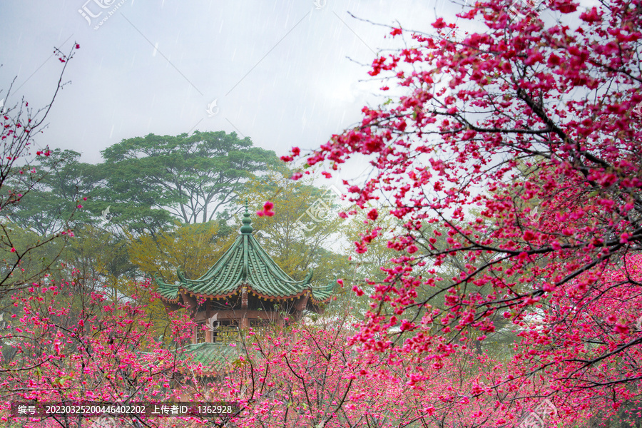 校园樱花