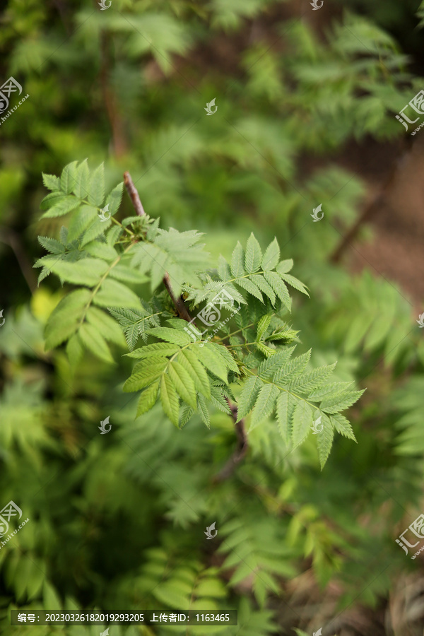 蕨类植物