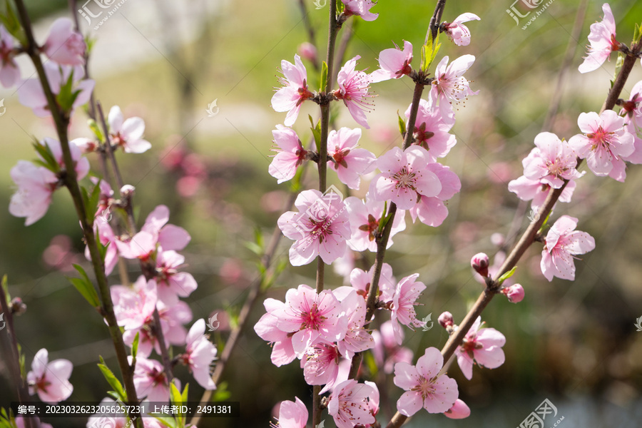 桃花