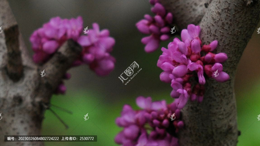 浓淡相宜紫荆花