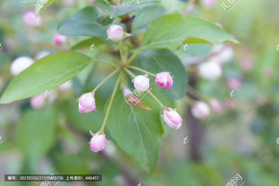 车厘子花