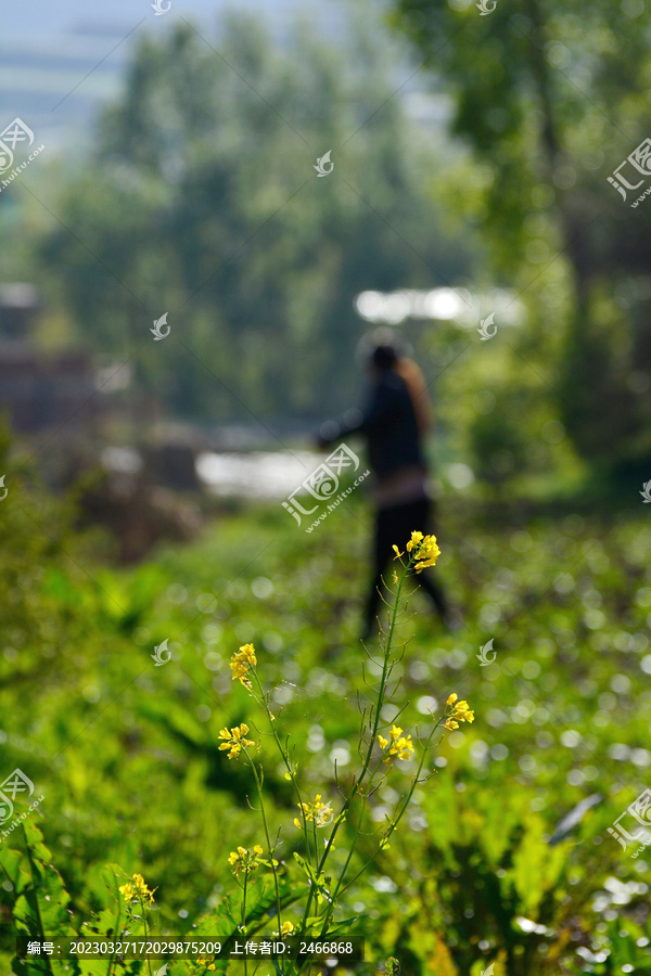 油菜花特写