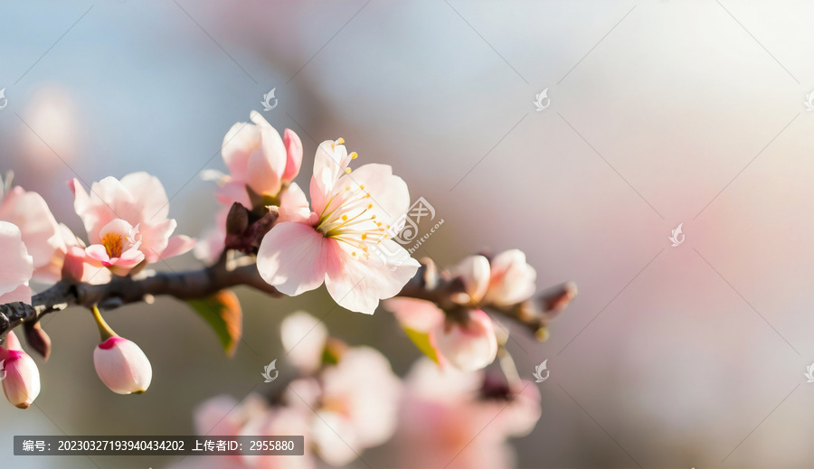 桃花素材春天高清特写