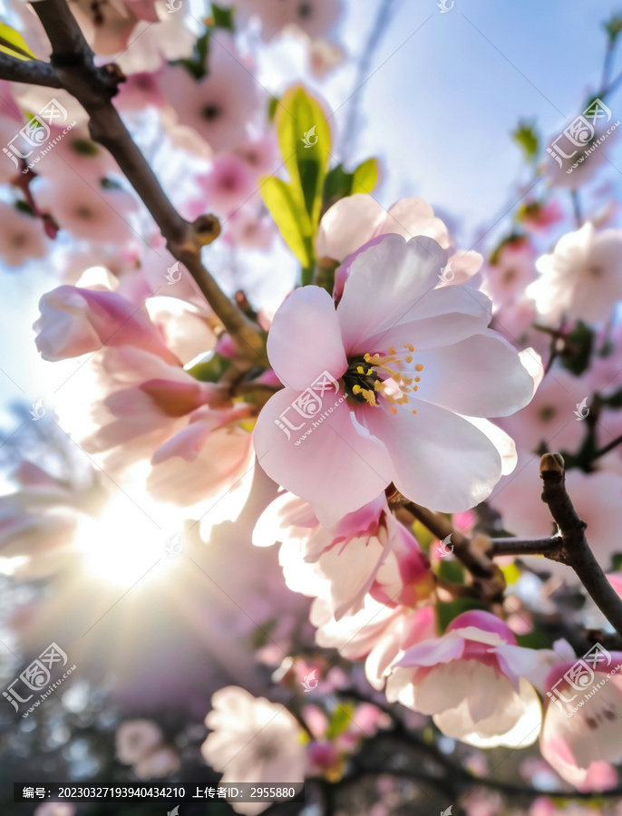 桃花素材清明春天高清特写