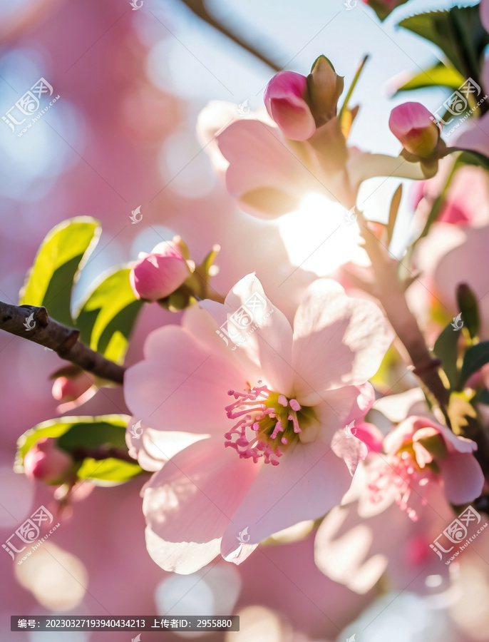 桃花素材春天高清特写