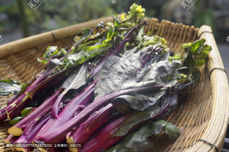 蔬菜紫菜薹
