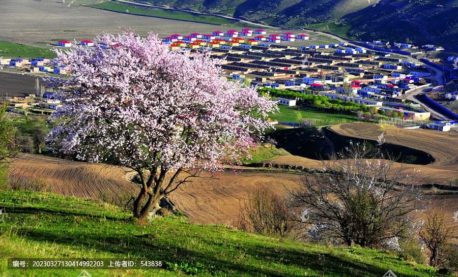 新疆伊犁美丽乡村