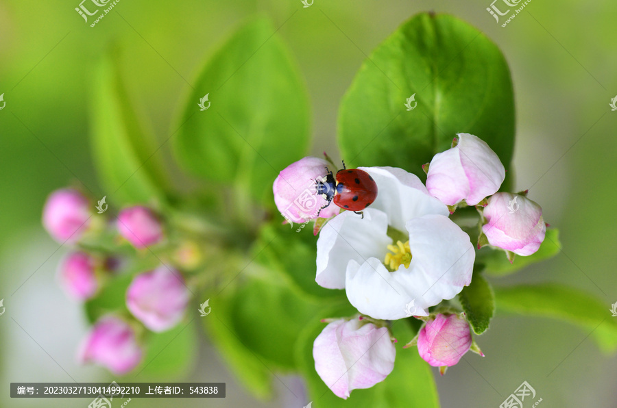 新疆伊犁苹果花