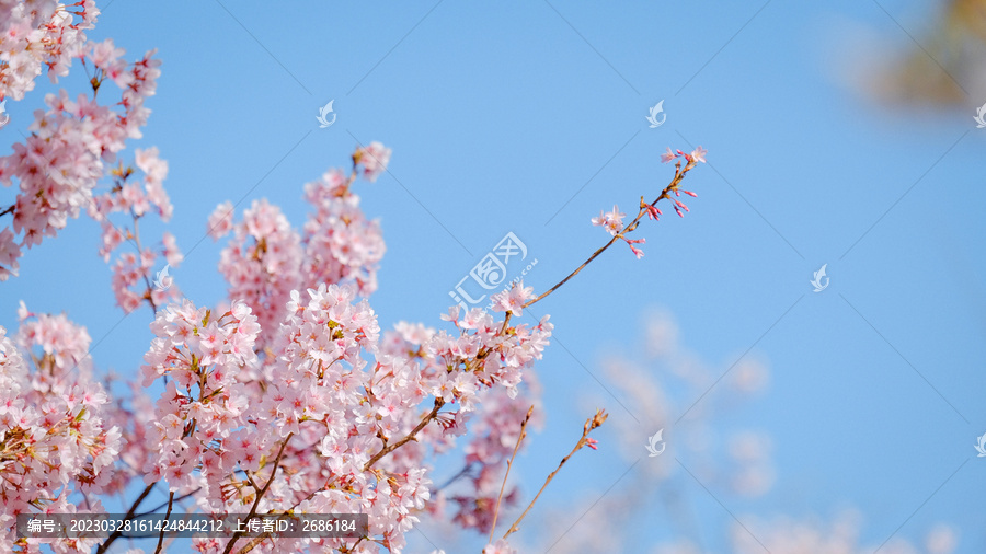 玉渊潭公园樱花季