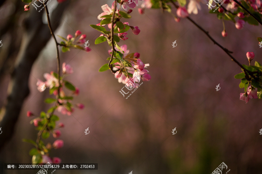 晨光中的西府海棠花