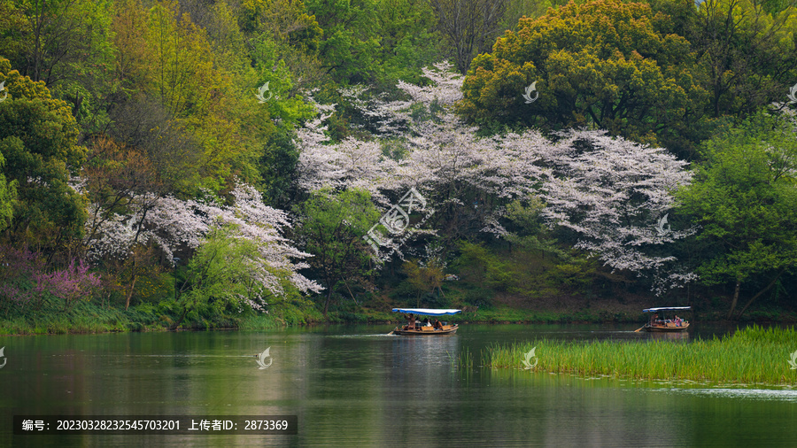 樱花季杭州风光