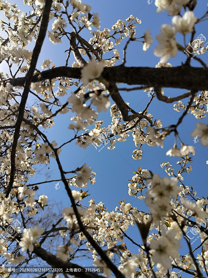 樱桃花树