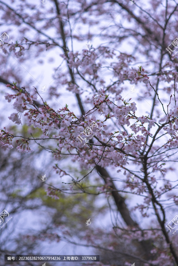 南京明孝陵樱花