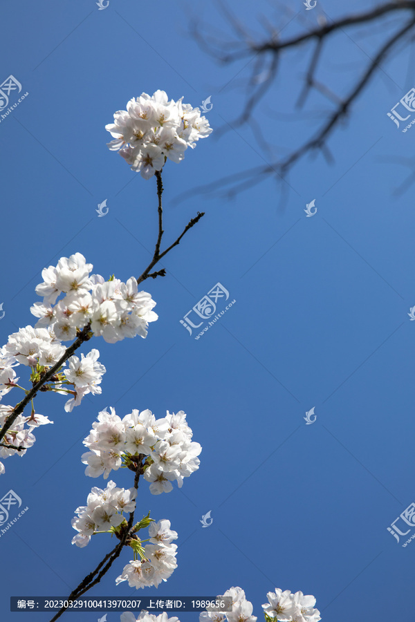 仰拍蓝天白云鲜花