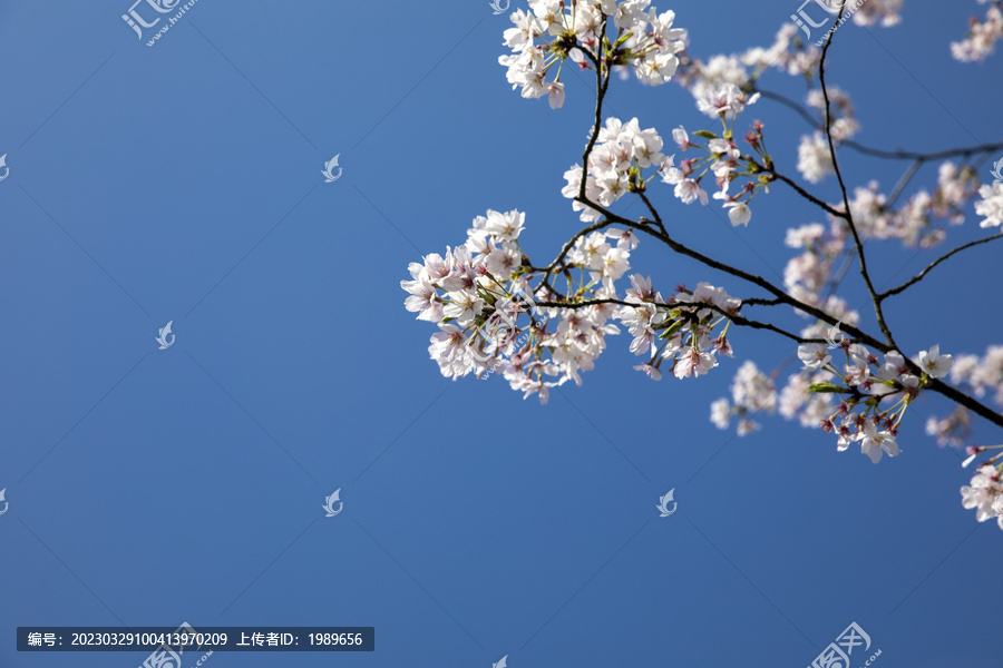 鲜花边框