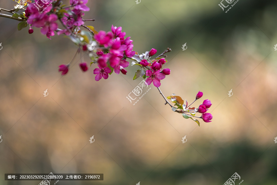 纯背景向下延伸的海棠花