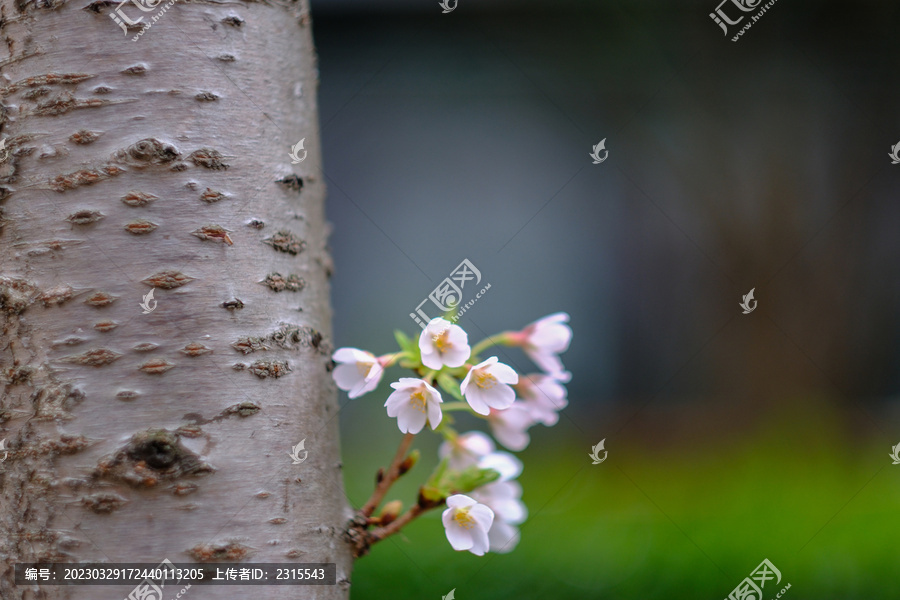 白色樱花