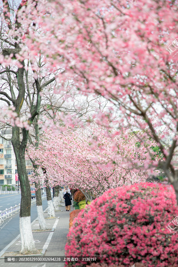 春天路边的海棠花
