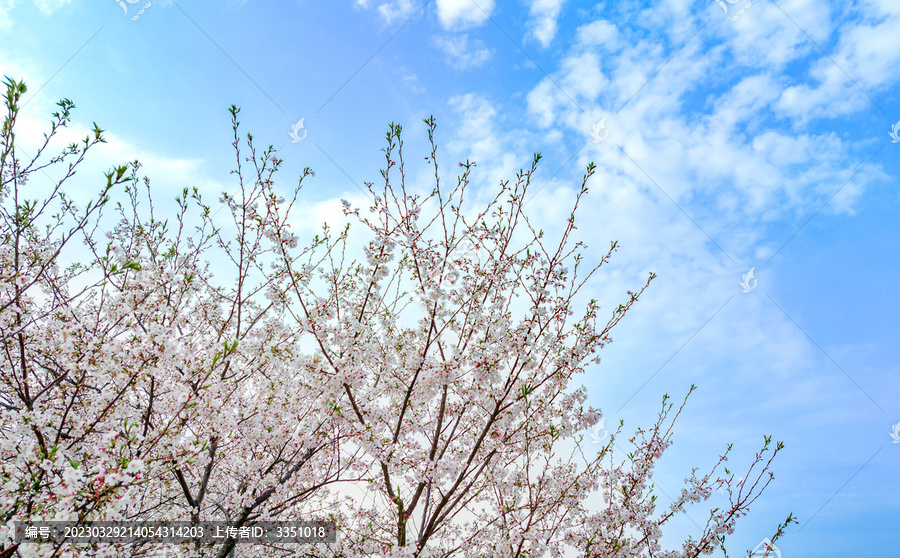 花语世界樱花