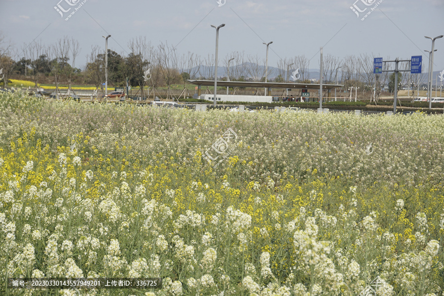 成都东安湖公园彩色油菜花