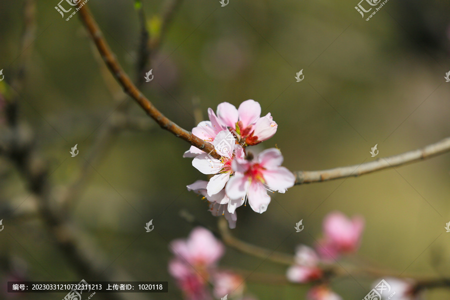 桃花